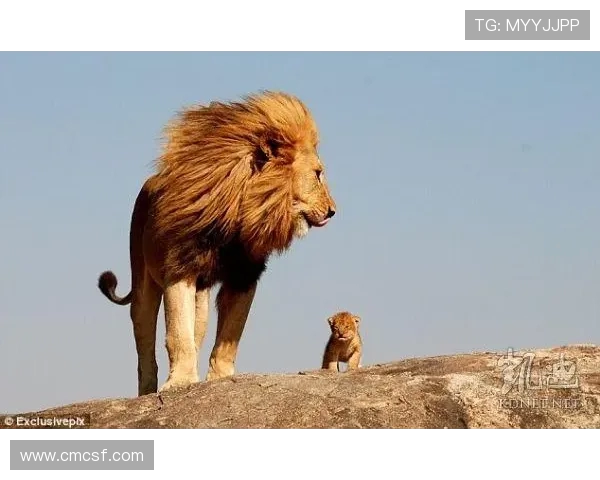 金士顿市与布林狮子激战正酣谁能在这场较量中胜出 金士顿市与布林狮子激战正酣谁能在这场较量中胜出